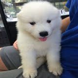 犬舍出售纯种萨摩耶犬幼犬家养可爱白色宠物狗活体低价武汉包邮