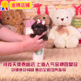 [寻找天使]2671纯种巧克力泰迪狗狗幼犬活体茶杯泰迪玩具贵宾视频