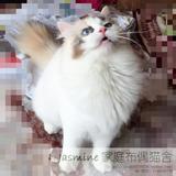 【Jasmine家庭布偶猫舍】纯种玳瑁色双色布偶猫种母梦露 展示