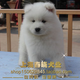 萨摩耶  萨摩犬 纯种宠物狗幼犬  企业店铺 包纯种健康 送货上门