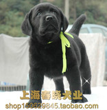拉布拉多犬 黑色幼犬 纯种宠物狗 支持支付宝 上海地区送货上门