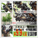 正宗台湾 嘉宝果树苗 树葡萄嘉宝果-果苗盆栽 果树苗当年结果
