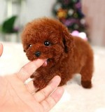 纯种泰迪犬幼犬出售 棕红色玩具迷你茶杯贵宾犬 家养活体宠物狗狗