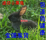 活动可爱宠物兔子黑色兔子小白兔活体疫苗已打可放心购买健康
