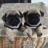 上海出售纯种巴哥犬 巴哥幼犬 憨厚老实哈巴狗 巴哥宠物狗