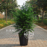 室内大型盆栽绿植花卉 盆景苗 圣诞树 吸收甲醛防辐射 南方红豆杉