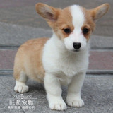 出售超萌双色短腿宠物狗 威尔士柯基犬纯种幼犬宠物狗体型标准