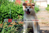 日本柴犬犬幼犬纯种日系赛级血统柴犬宠物狗活体家养小型秋田犬47