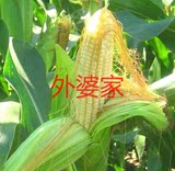 四川农家自种新鲜现摘香糯嫩玉米非转基因白玉米水果玉米甜糯玉米