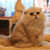 出售 金吉拉幼猫 纯种银渐层波斯猫长毛猫 猫舍宠物猫咪