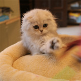 出售活体宠物猫 纯种金吉拉幼猫 碧绿眼猫咪 金渐层银渐层有视频