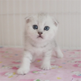 出售英国短毛猫 纯种折耳银渐层 宠物猫立耳渐层幼猫活体 可爱