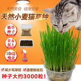 天然小麦3000粒猫草种子去毛球防结石猫零食消化调理肠胃送营养土