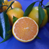 现摘秭归脐橙夏橙10斤新鲜水果橙子孕妇时令水果原生态pk赣南脐橙