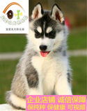 活体 纯种 哈士奇犬 西伯利亚雪橇犬 幼犬 二哈 公母颜色均有