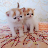 纯种加菲猫幼猫 加菲猫活体 红高白虎斑加菲猫小猫 宠物加菲猫