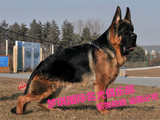 赛级德国牧羊犬幼犬出售纯种血统锤系黑（贝）弓背犬警犬宠物狗狗