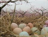 新鲜土鸡蛋农家散养自养原生态山林有机营养农村富硒有机宝宝辅食