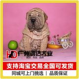 支持淘宝交易纯种沙皮狗幼犬 出售精品沙皮犬 沙皮狗 狗狗宠物狗