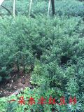 东北红豆杉 纯正东北红豆杉籽播苗10-60公分 树苗