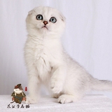 苏格兰折耳猫公猫 英国短毛猫英短银渐层折耳宠物猫 16LA(Sold)