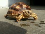 陆龟活体 吃菜龟龟 观赏龟 苏卡达 乌龟 宠物龟新手 素食龟 水龟