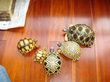乌龟 宠物龟活体 陆龟活体 素食龟 水龟 吃菜龟 龟苗 苏卡达模型