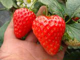 顺丰包邮新鲜奶油草莓日本红颜香蕉草莓奶味的草莓农家自家种植
