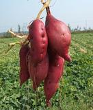 广西土特产农家新鲜红薯紫薯5斤