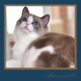 【雅典娜布偶猫】美国纯种布偶猫蓝双色布偶猫 Sofia/展示不售