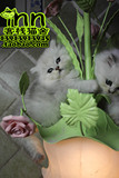 南京猫店 赛级金吉拉 银色渐层波斯猫 长毛猫宠物猫 南京客栈猫舍