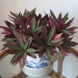办公室盆栽紫锦兰 紫背万年青蚌兰净化空气花卉吸甲醛水培绿植物