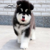 出售巨型熊版阿拉斯加幼犬 纯种黑色红色阿拉斯加雪橇犬宠物狗