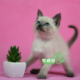 纯种宠物猫咪 纯种泰国暹罗猫 暹罗幼猫活体 蓝重点暹罗 挖煤工母