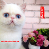 异国短毛猫 加菲猫 蓝眼睛 纯白DD 公猫 三个月（已定广州）