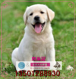 赛级双血统拉布拉多犬纯种幼犬出售白黑棕色寻回猎犬活体宠物狗H1