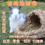 猫猫兔宠物兔子活体纯种垂耳兔活体盖脸猫猫兔宝宝小兔子长毛兔