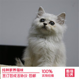 纯种活体宠物 银白色大眼金吉拉 银渐层色幼猫 长毛波斯猫 包邮