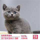 英短蓝猫出售 纯种幼猫 蓝白短毛 家养折耳活体宠物猫公母蓝猫