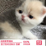 CFA血统纯种加菲猫宠物DDMM异国短毛猫宠物猫幼猫活体幼崽公