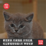 英短蓝猫 纯种蓝猫幼猫 短毛猫活体宠物猫 纯种英短蓝猫幼猫幼宰