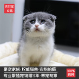 出售家养蓝白英短猫正八 英短蓝白双色幼猫 宠物活体英国短毛猫DD