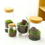 创意盆栽微景观生态瓶苔藓组合盆栽办公室桌面成品玻璃瓶摆件盆景