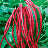 满地红无架豆角 紫红豇豆蔬菜种子高产抗病蔬菜种子春季种40粒