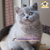 CFA证书纯种英国短毛猫 蓝猫 家养宠物猫 母猫MM
