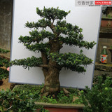 罗汉松微型盆景另售日本黑松树桩五针松黄杨真柏红枫榆树绿植盆栽