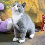 【魅迹湾】蓝白英短活体纯种高品相英国短毛英短蓝猫小猫公猫