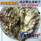 青岛特产 鲜活生蚝 海蛎子 野生牡蛎 新鲜海鲜 鲜活水产批发