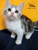 （VVip）美短短毛猫宠物猫银虎斑加白DD起司猫种公(已去新家）