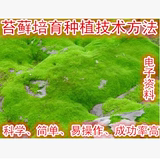 活青苔藓培育技术方法 苔藓微景观摆件苔藓生态瓶龙猫苔藓微景观
